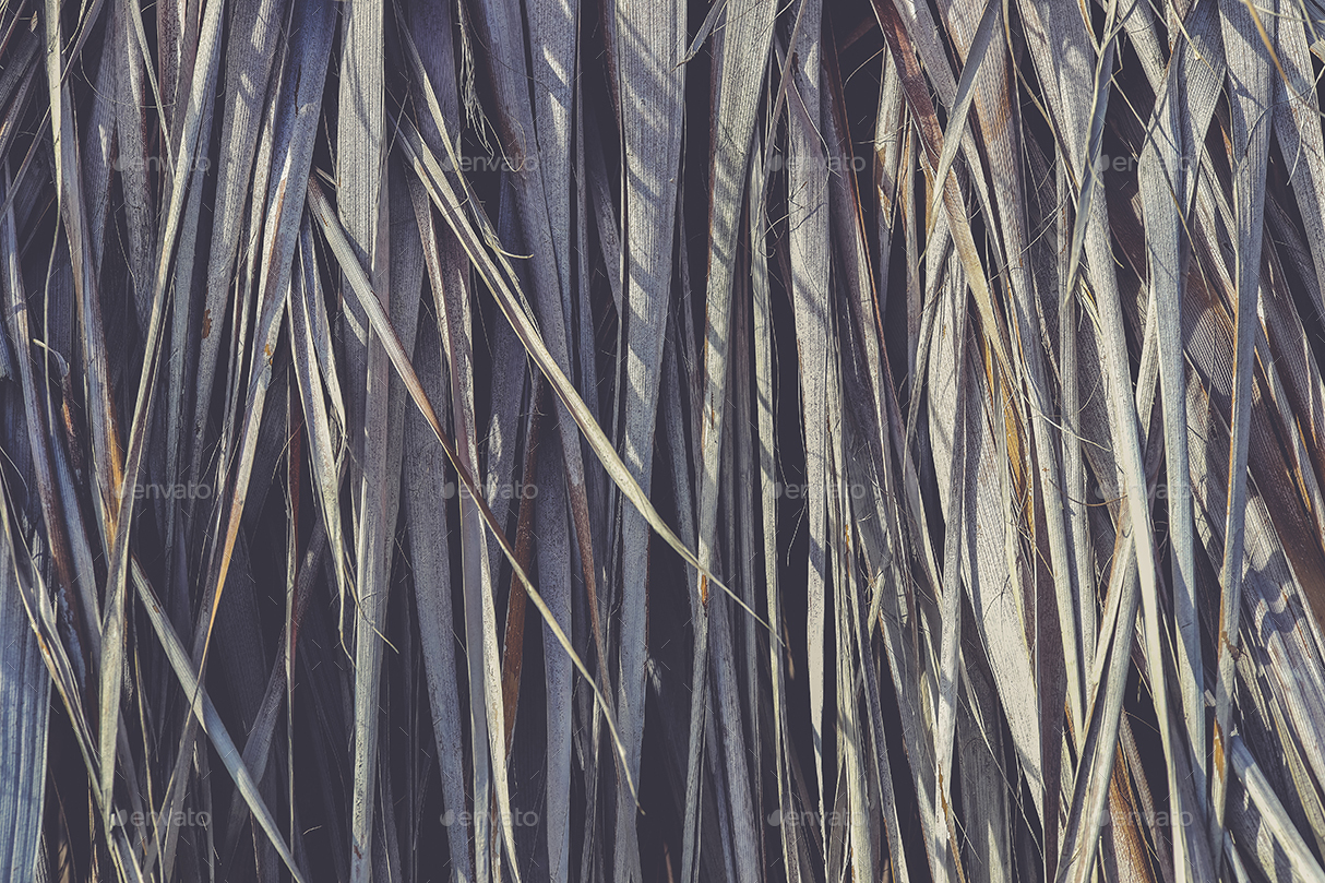 11 Palm Leaves Textures By Texturesstore Graphicriver